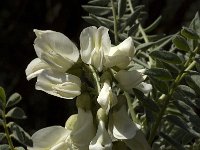 Astragalus lusitanicus 6, Saxifraga-Willem van Kruijsbergen