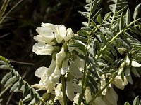 Astragalus lusitanicus 8, Saxifraga-Jan van der Straaten