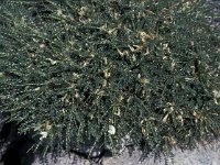 Astragalus massiliensis 2, Saxifraga-Jan van der Straaten