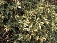 Astragalus massiliensis 4, Saxifraga-Piet Zomerdijk