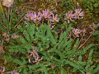 Astragalus monspessulanus 16, Saxifraga-Dirk Hilbers