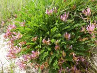 Astragalus monspessulanus 21, Saxifraga-Rutger Barendse