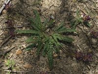 Astragalus monspessulanus 3, Saxifraga-Willem van Kruijsbergen