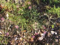Astragalus muelleri 2, Saxifraga-Jasenka Topic
