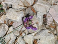 Astragalus muelleri 3, Saxifraga-Jasenka Topic