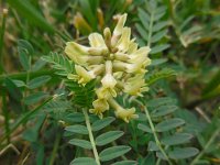 Astragalus odoratus