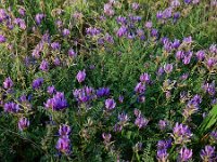 Astragalus onobrychis 12, Saxifraga-Ed Stikvoort