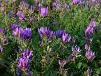 Astragalus onobrychis 13, Saxifraga-Ed Stikvoort