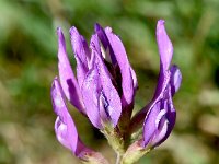 Astragalus onobrychis 6, Saxifraga-Sonja Bouwman  Sainfoin milk-vetch - Astragalus onobrychis - Fabaceae familie; Ramosch (Zw)