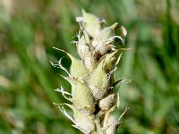 Astragalus onobrychis 7, Saxifraga-Sonja Bouwman  Sainfoin milk-vetch - Astragalus onobrychis - Fabaceae familie