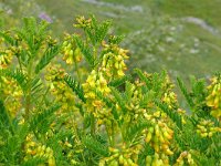 Astragalus penduliflorus 9, Saxifraga-Tom Heijnen