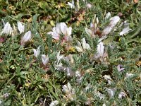 Astragalus sempervirens 5, Saxifraga-Harry Jans