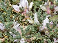Astragalus sempervirens 6, Saxifraga-Harry Jans