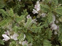 Astragalus sempervirens ssp sempervirens 3, Saxifraga-Jan van der Straaten