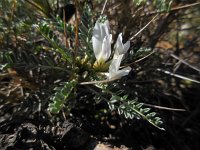 Astragalus tragacantha 30, Saxifraga-Ed Stikvoort