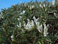 Astragalus tragacantha 31, Saxifraga-Ed Stikvoort