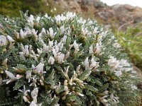 Astragalus tragacantha 32, Saxifraga-Ed Stikvoort