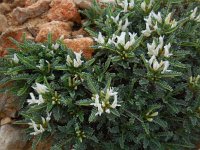 Astragalus tragacantha 33, Saxifraga-Ed Stikvoort