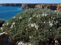 Astragalus tragacantha 34, Saxifraga-Ed Stikvoort