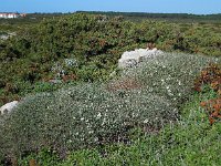 Astragalus tragacantha 35, Saxifraga-Ed Stikvoort