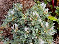 Astragalus tragacantha ssp terraccianoi 26, Saxifraga-Peter Meininger
