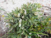 Astragalus tragacantha ssp terraccianoi 27, Saxifraga-Peter Meininger