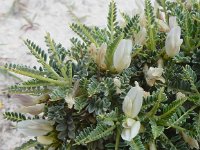 Astragalus tragacantha ssp terraccianoi 28, Saxifraga-Peter Meininger