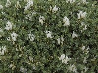 Astragalus tragacantha ssp vicentinus 1, Saxifraga-Willem van Kruijsbergen