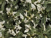 Astragalus tragacantha ssp vicentinus 10, Saxifraga-Jan van der Straaten