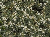 Astragalus tragacantha ssp vicentinus 11, Saxifraga-Jan van der Straaten
