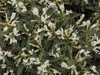 Astragalus tragacantha ssp vicentinus 12, Saxifraga-Jan van der Straaten