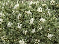 Astragalus tragacantha ssp vicentinus 15, Saxifraga-Jan van der Straaten