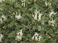 Astragalus tragacantha ssp vicentinus 16, Saxifraga-Jan van der Straaten