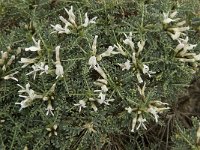 Astragalus tragacantha ssp vicentinus 18, Saxifraga-Jan van der Straaten