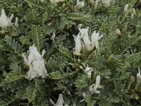 Astragalus tragacantha ssp vicentinus 2, Saxifraga-Willem van Kruijsbergen