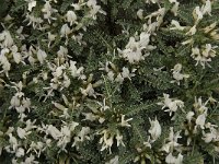 Astragalus tragacantha ssp vicentinus 20, Saxifraga-Jan van der Straaten