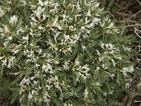 Astragalus tragacantha ssp vicentinus 21, Saxifraga-Jan van der Straaten