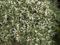 Astragalus tragacantha ssp vicentinus 22, Saxifraga-Jan van der Straaten