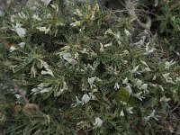 Astragalus tragacantha ssp vicentinus 23, Saxifraga-Willem van Kruijsbergen