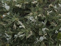 Astragalus tragacantha ssp vicentinus 25, Saxifraga-Willem van Kruijsbergen