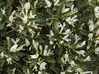Astragalus tragacantha ssp vicentinus 5, Saxifraga-Jan van der Straaten