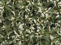 Astragalus tragacantha ssp vicentinus 9, Saxifraga-Jan van der Straaten