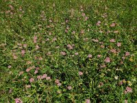 Astrantia maxima 8, Saxifraga-Ed Stikvoort