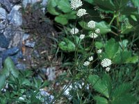 Astrantia minor 5, Saxifraga-Jan van der Straaten