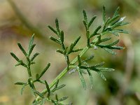 Athamanta cretensis 6, Saxifraga-Sonja Bouwman  Candy carrot - Athamanta cretensis - Apiaceae familie