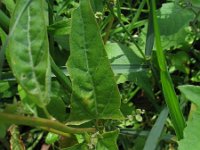 Atriplex hortensis 3, Tuinmelde, Saxifraga-Rutger Barendse