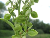 Atriplex hortensis 4, Tuinmelde, Saxifraga-Rutger Barendse