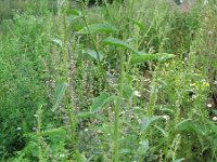 Atriplex hortensis 5, Tuinmelde, Saxifraga-Rutger Barendse