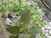 Atriplex hortensis 6, Tuinmelde, Saxifraga-Rutger Barendse