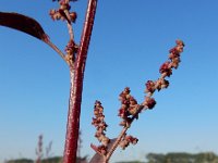 Atriplex hortensis var rubra 16, Tuinmelde, Saxifraga-Ed Stikvoort